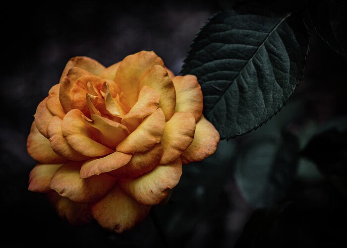 Aged Greeting Card featuring the photograph Aged Burnt Yellow Rose 3410 H_2 by Steven Ward