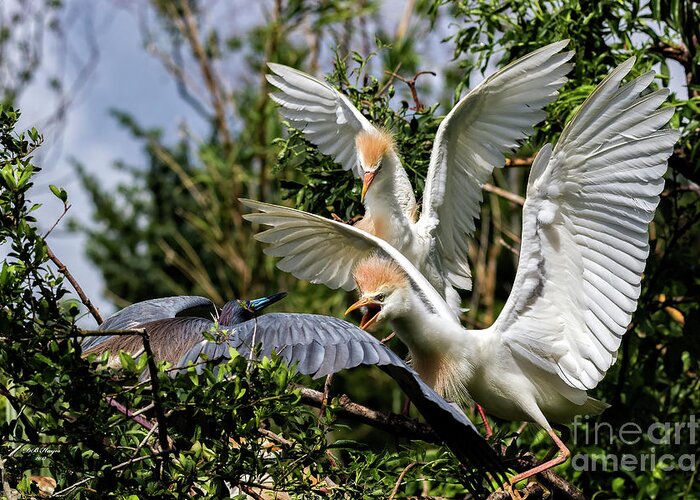 Egrets Greeting Card featuring the photograph Aggression Between Cattle Egrets and Tricolored Heron by DB Hayes