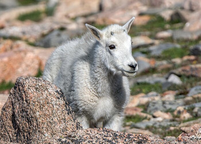 Mountain Goat Greeting Card featuring the photograph Ahhh Da Baby by Stephen Johnson