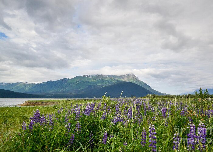 Alaska Greeting Card featuring the photograph Alaskan wildflowers by Paul Quinn