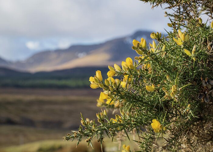 Gorse Greeting Card featuring the photograph Alba by Holly Ross