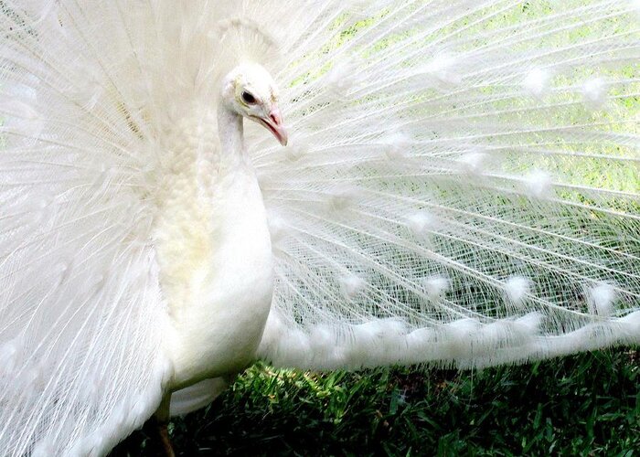 Albino Greeting Card featuring the photograph Albino Peacock Photograph by Kimberly Walker