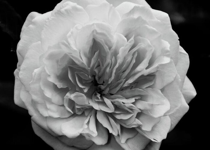 Rose Greeting Card featuring the photograph Alchymist Rose Black and White Nature / Floral Photograph by PIPA Fine Art - Simply Solid