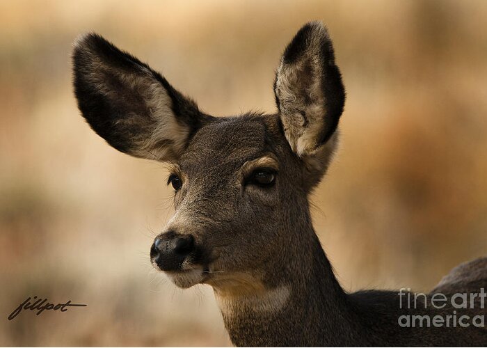 Doe Mule Deer Greeting Card featuring the photograph Alert by Bon and Jim Fillpot