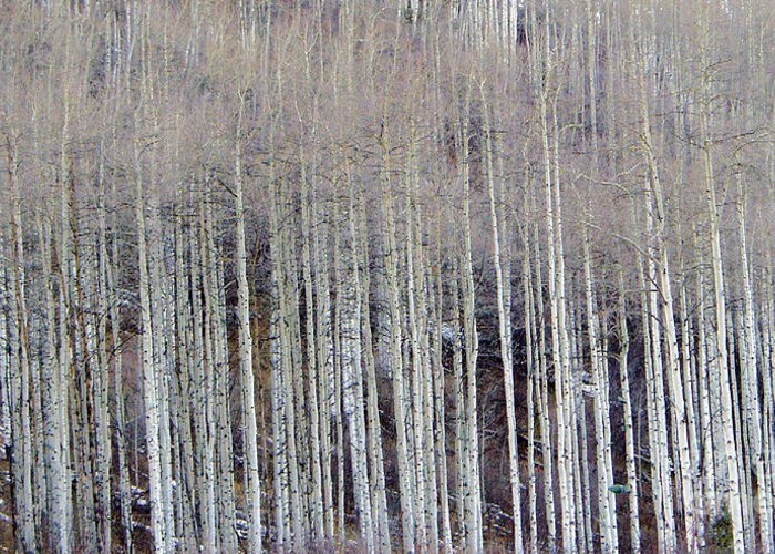 Aspen Trees Greeting Card featuring the photograph All Aspen by Carol Sweetwood