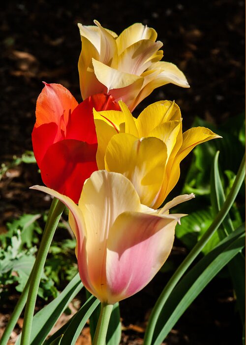 Tulips Greeting Card featuring the photograph All in a Pretty Row by Jim Moore