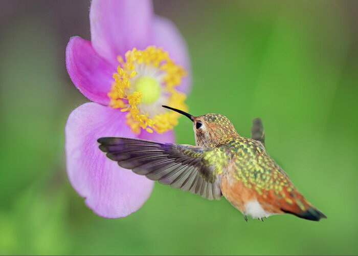 Hummingbird Greeting Card featuring the photograph Allens Hummingbird and Anemone by Susan Gary