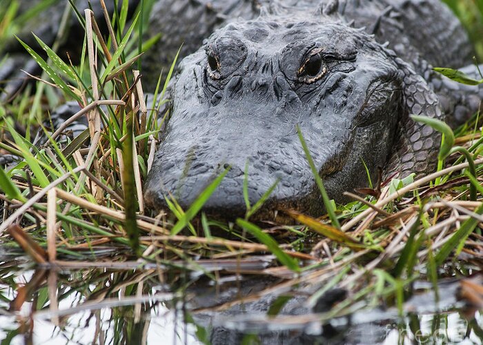 Loxahatchee Greeting Card featuring the photograph Alligator closeup 0642A by Steve Somerville