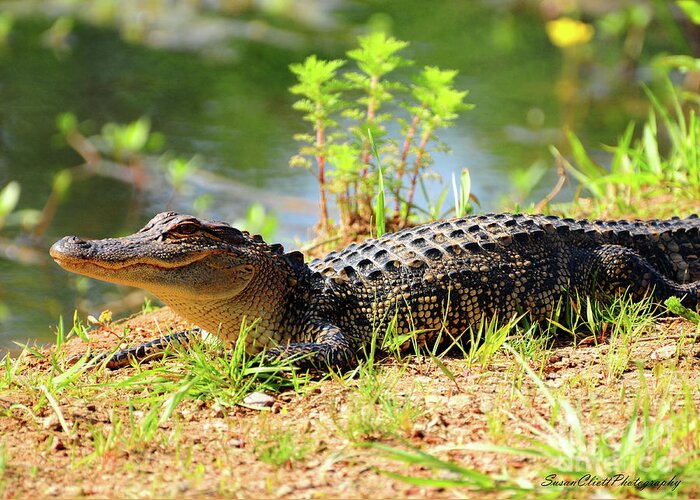 Alligator Greeting Card featuring the photograph Alligator by Susan Cliett