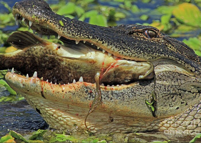 Alligator Greeting Card featuring the photograph Alligator with Tilapia by Larry Nieland
