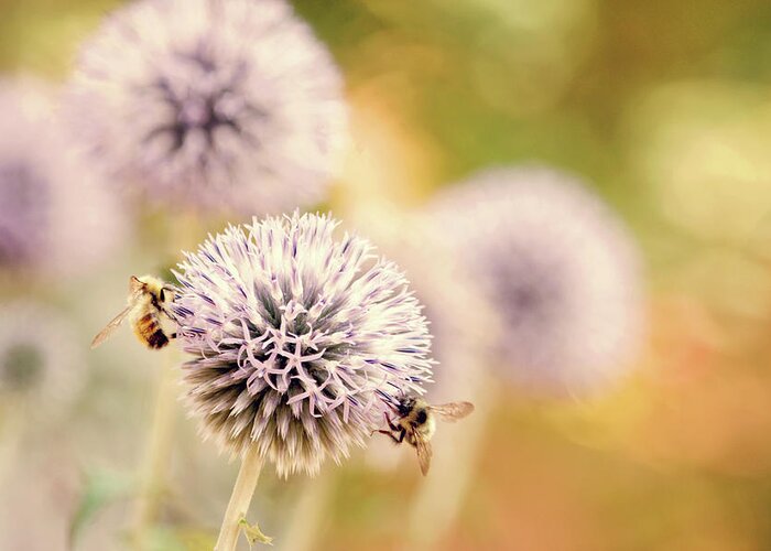 Allium Greeting Card featuring the photograph Allium and Bees by Peggy Collins