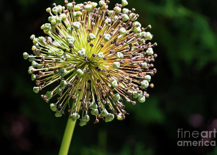 Allium Gone By Greeting Card featuring the photograph Allium Gone By by Elizabeth Dow