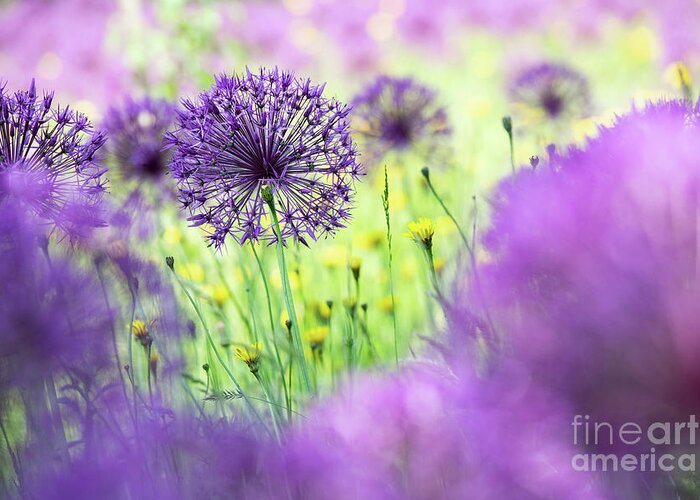 Allium Purple Rain Greeting Card featuring the photograph Allium Purple Rain by Tim Gainey