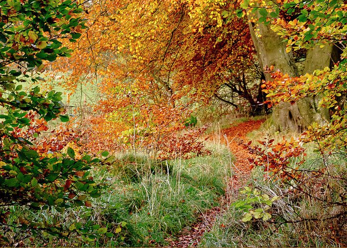 Alluring Greeting Card featuring the photograph Alluring trail under the fall canopy by Elena Perelman
