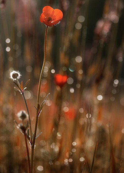 Meadow Flowers Greeting Card featuring the photograph Along The Edge Of Morning by Mike Eingle