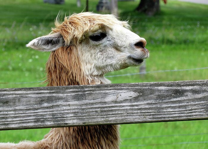 Alpaca Greeting Card featuring the photograph Alpaca Profile by Linda Stern