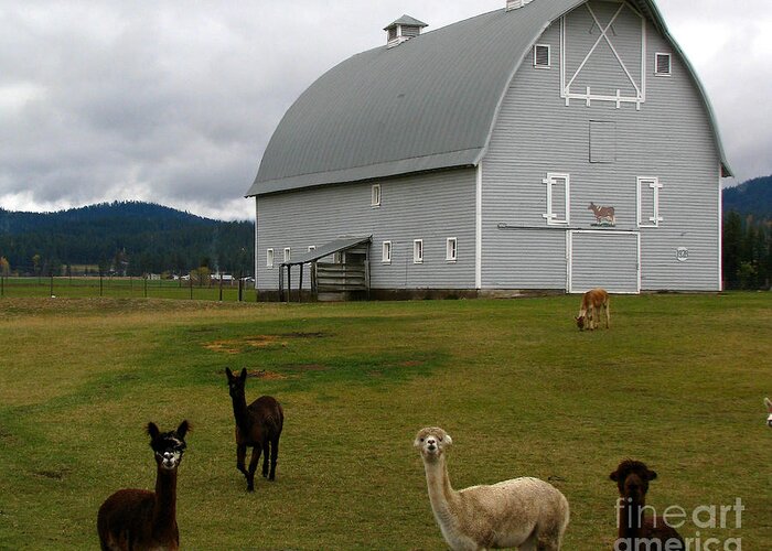 Art For The Wall...patzer Photography Greeting Card featuring the photograph Alpacas by Greg Patzer