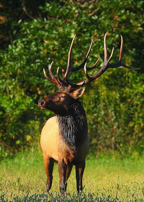 Bull Elk Greeting Card featuring the photograph Alpha Bull Elk in Boxley Valley by Michael Dougherty