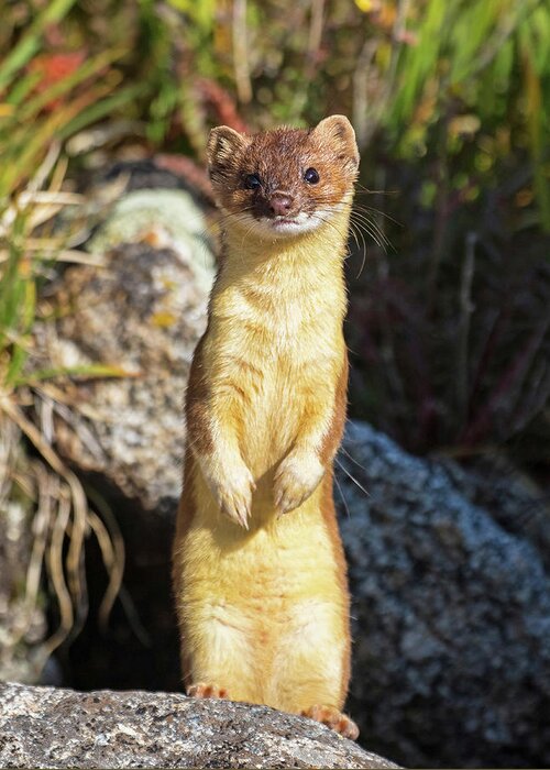 Long-tailed Weasel Greeting Card featuring the photograph Alpine Tundra Weasel #3 by Mindy Musick King