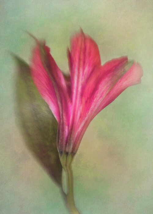 Alstroemeria Greeting Card featuring the photograph Alstroemeria the Miniature Lily by David and Carol Kelly