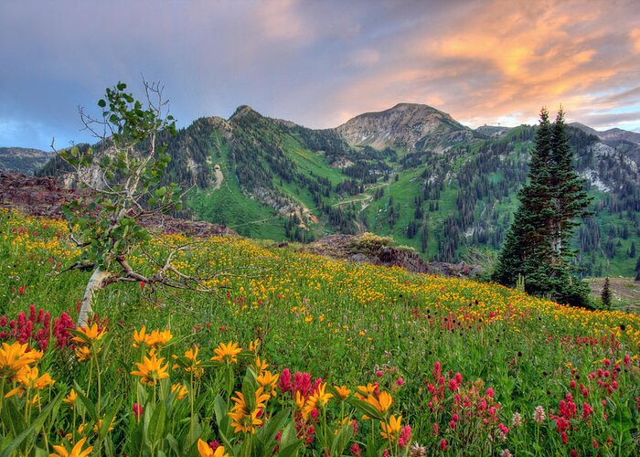 Wildflower Greeting Card featuring the photograph Alta Wildflowers and Sunset by Brett Pelletier