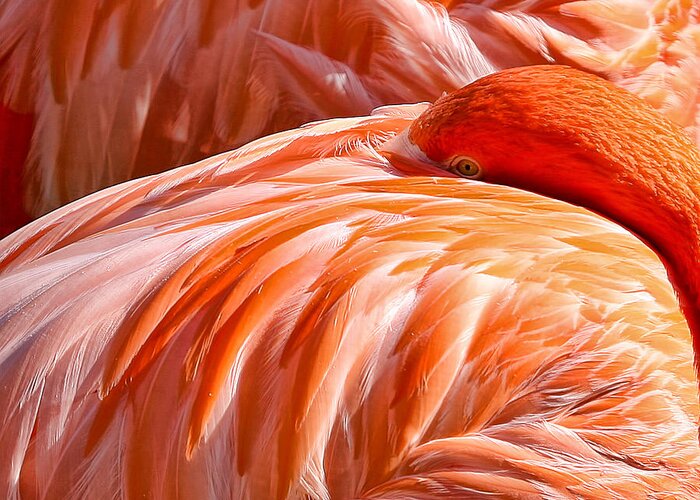 Flamingo Greeting Card featuring the photograph Always Aware by Bill Linhares