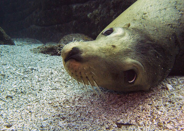 Underwater Greeting Card featuring the photograph Am I cute? asks the sea lion by Matt Swinden