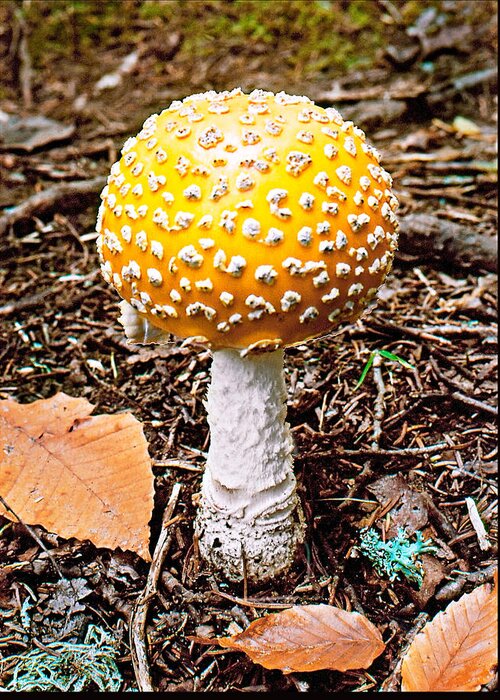 Mushroom Greeting Card featuring the photograph Amanita Mushroom Photo by Peter J Sucy