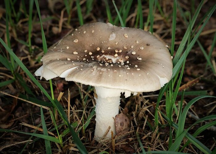 Nature Greeting Card featuring the photograph Amanita Mushroom by Sheila Brown