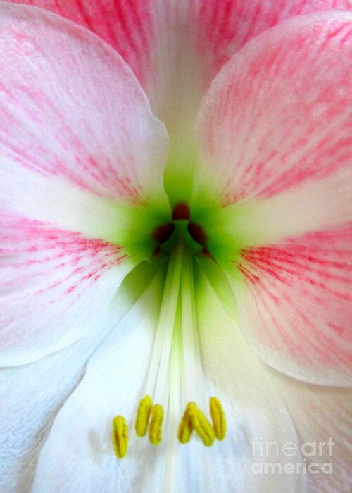 Amaryllis Greeting Card featuring the photograph Amaryllis 1 by Randall Weidner