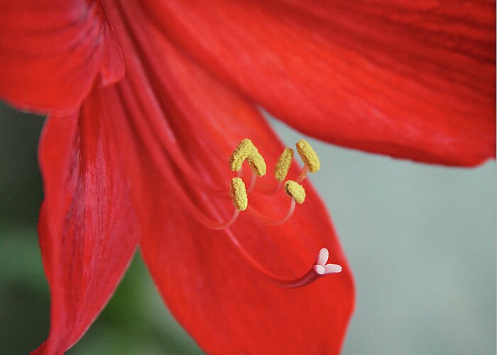 Flower Greeting Card featuring the photograph Amaryllis. Close up by Masha Batkova