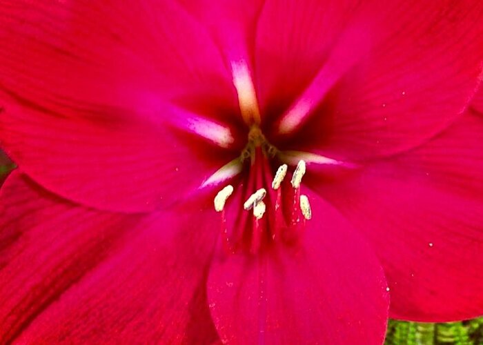 Flower Greeting Card featuring the photograph Amaryllis Detail by Denise Railey