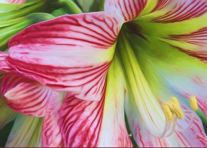 Amaryllis Greeting Card featuring the photograph Amaryllis III by Richard Rizzo