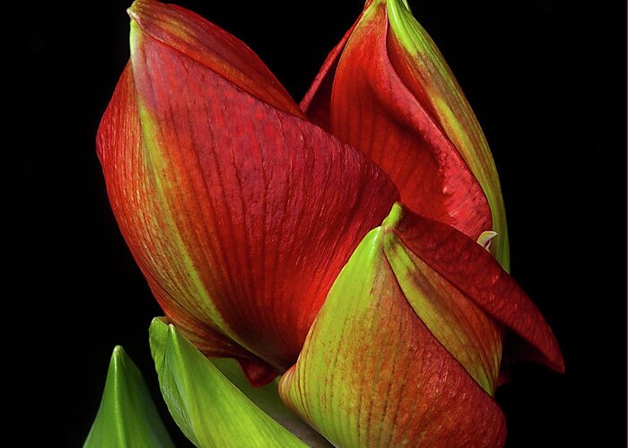 Flower Greeting Card featuring the photograph Amaryllis 'Merry Christmas' by Ann Jacobson