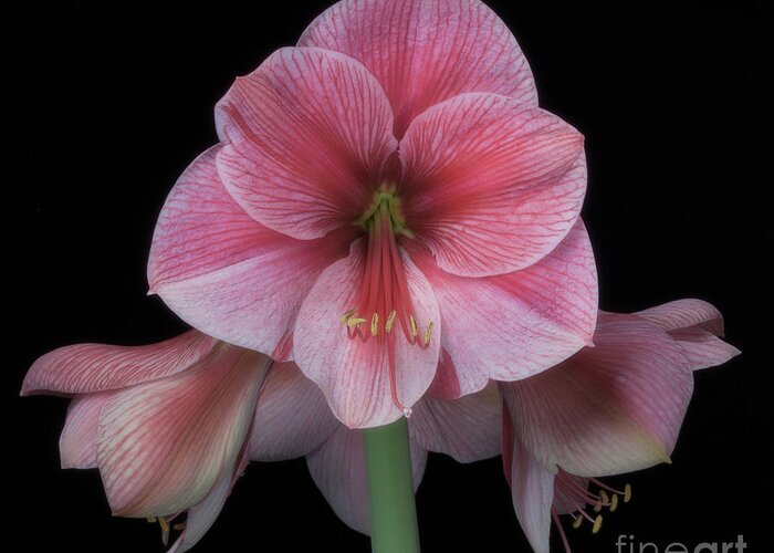 Flower Greeting Card featuring the photograph Amaryllis 'Purple Rain' by Ann Jacobson