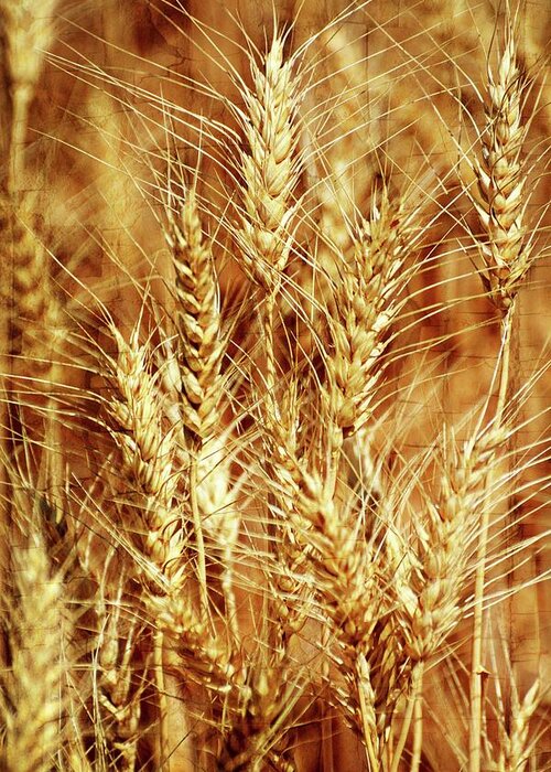 Wheat Greeting Card featuring the photograph Amber Waves of Grain 1 by Marty Koch