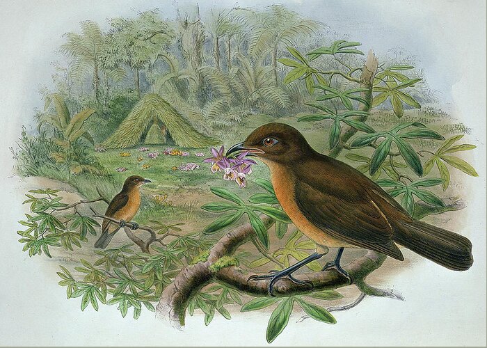 Gould Greeting Card featuring the painting Amblyornis Inornatus by John Gould