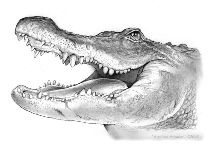 American Alligator Greeting Card featuring the drawing American Alligator by Greg Joens