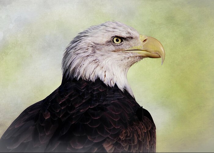 Bald Eagle Greeting Card featuring the photograph American Bald Eagle by Elaine Malott