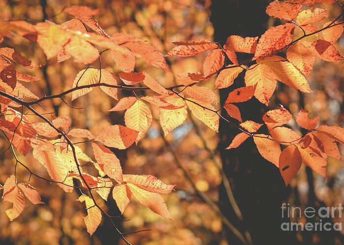 Fagus Grandifolia Greeting Card featuring the photograph American Beech Tree by Cheryl Baxter