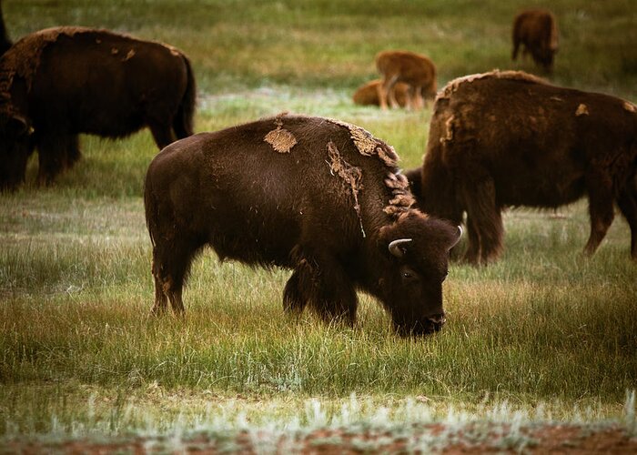 American West Greeting Card featuring the photograph American Bison Grazing by Chris Bordeleau