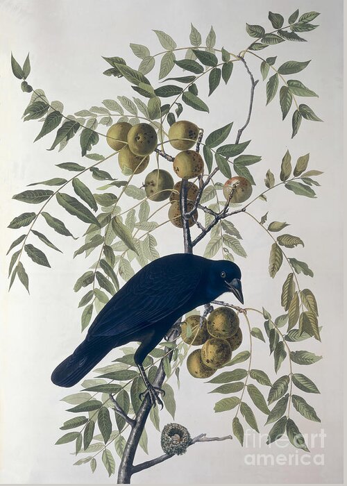 American Crow Greeting Card featuring the drawing American Crow by John James Audubon