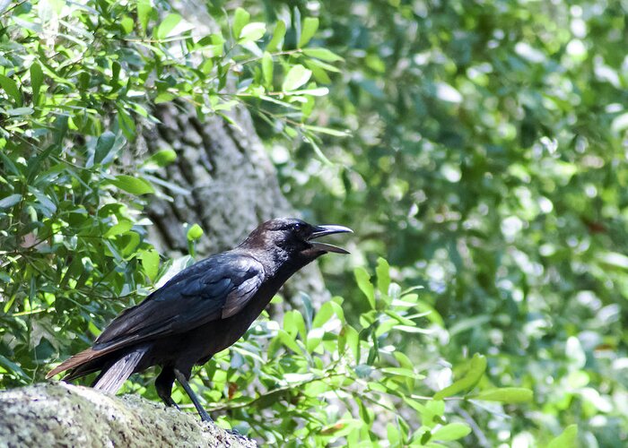 American Crow Greeting Card featuring the photograph American Crow by Norman Johnson