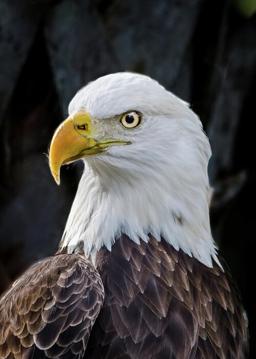 American Eagle Greeting Card featuring the photograph American Eagle by Jaime Mercado