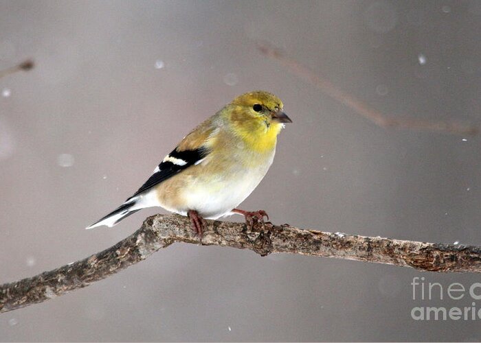 Birds Greeting Card featuring the photograph American Goldfinch 5 by Jamie Smith