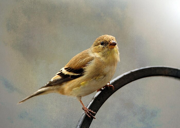 American Goldfinch Greeting Card featuring the photograph American Goldfinch by Diane Giurco