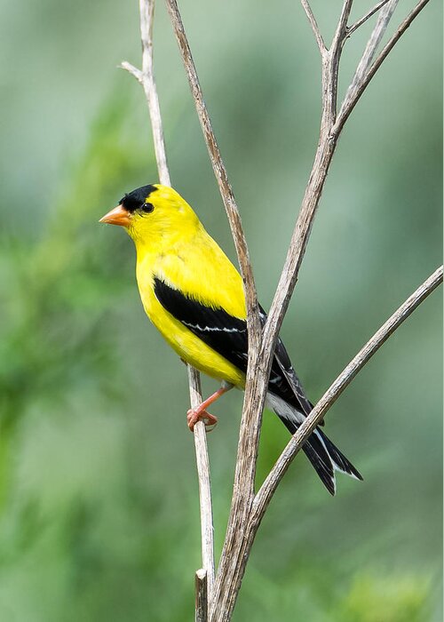 American Goldfinch Greeting Card featuring the photograph American Goldfinch  by Holden The Moment