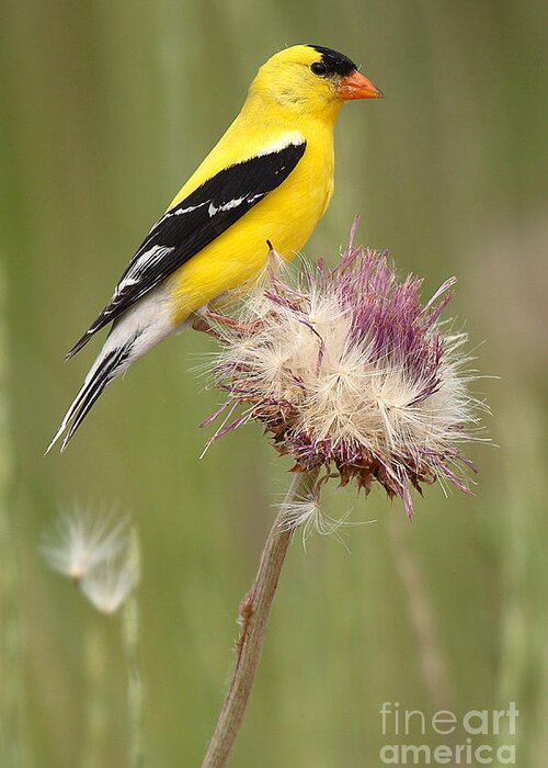 Goldfinch Greeting Card featuring the photograph American Goldfinch On Summer Thistle by Max Allen