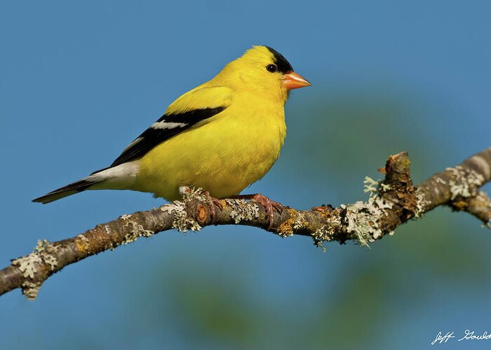 American Goldfinch Greeting Card featuring the photograph American Goldfinch Perched in a Tree by Jeff Goulden