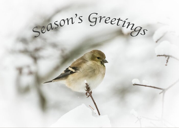 American Goldfinch Greeting Card featuring the photograph American Goldfinch - Season's Greetings by Holden The Moment